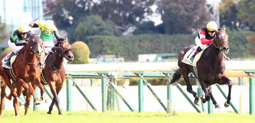 【東京新馬戦】ジェイパームス　3馬身差完勝　ルメール「奇麗な走り」