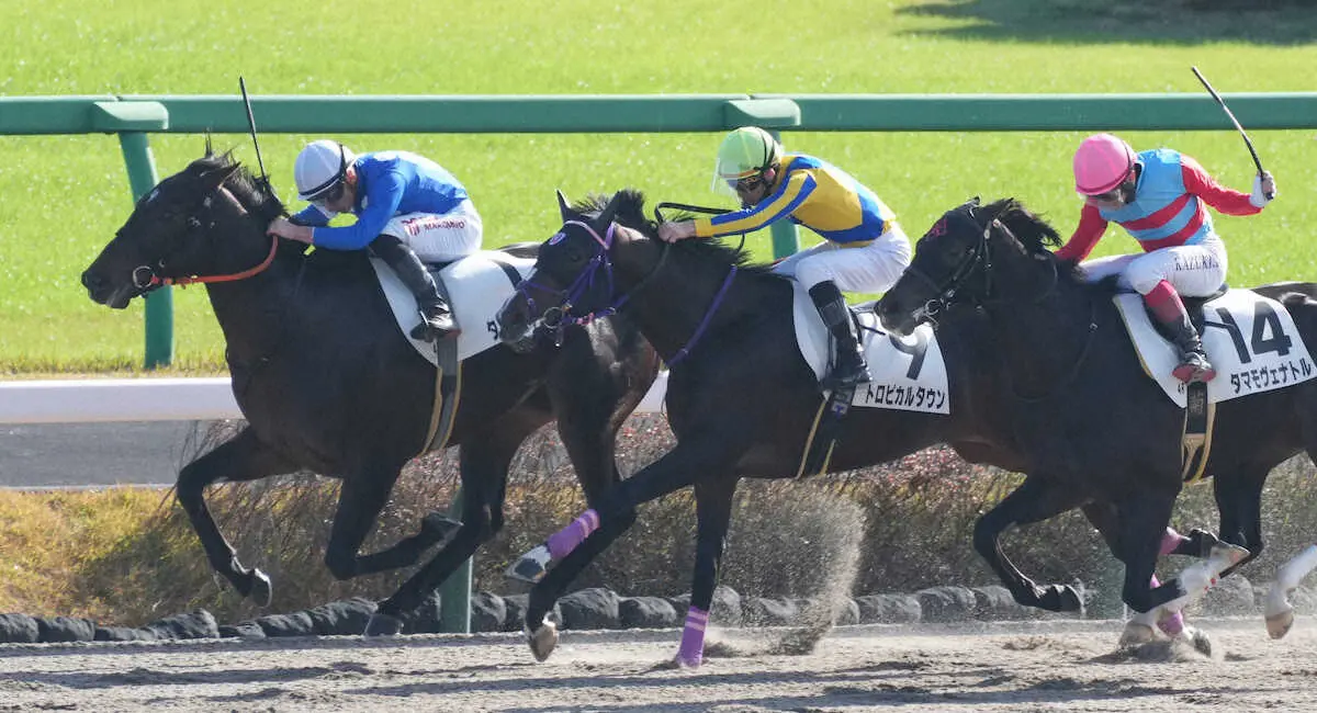 【中山4R新馬】タイセイマンボ快勝　マーカンド「最後は突き抜けました」