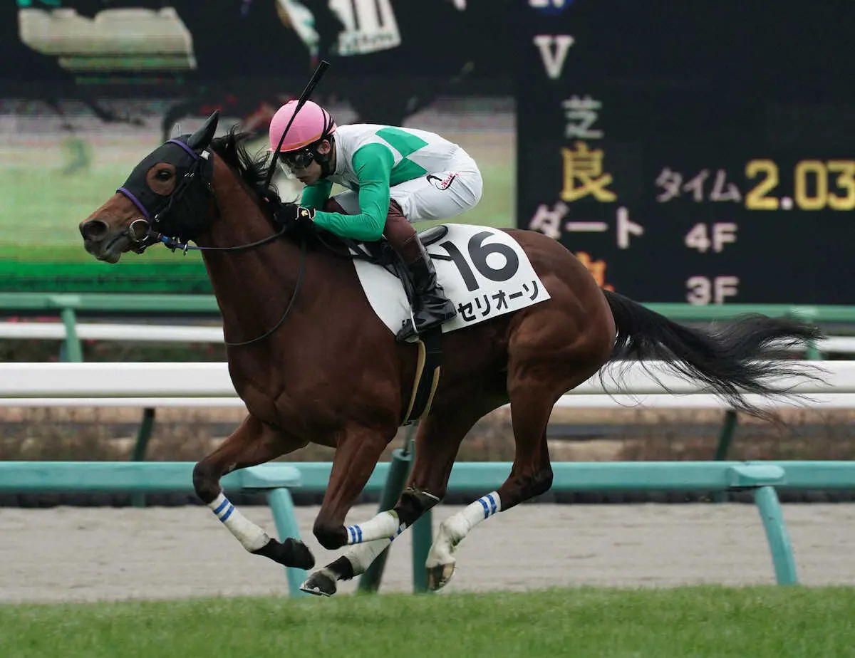 【中山新馬戦】セリオーソ　大外を伸びて快勝！三浦「デビュー戦とは思えない上手な競馬」