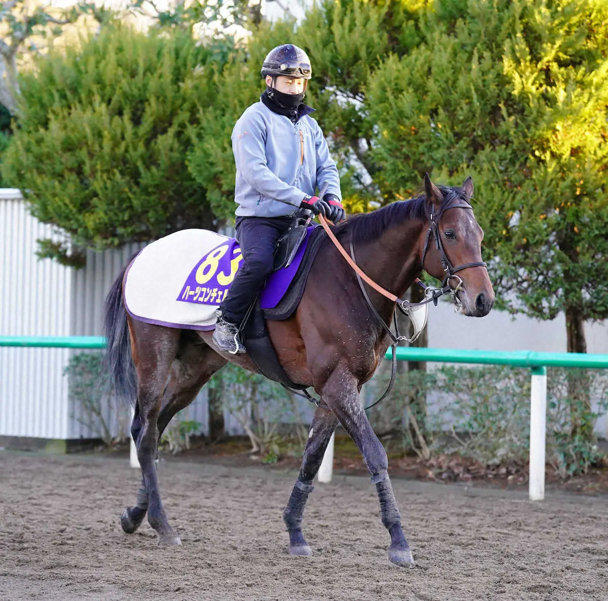 【ホープフルS】（2）ハーツコンチェルト　“出世枠”一躍ダービー候補へ！武井師「いい状態」