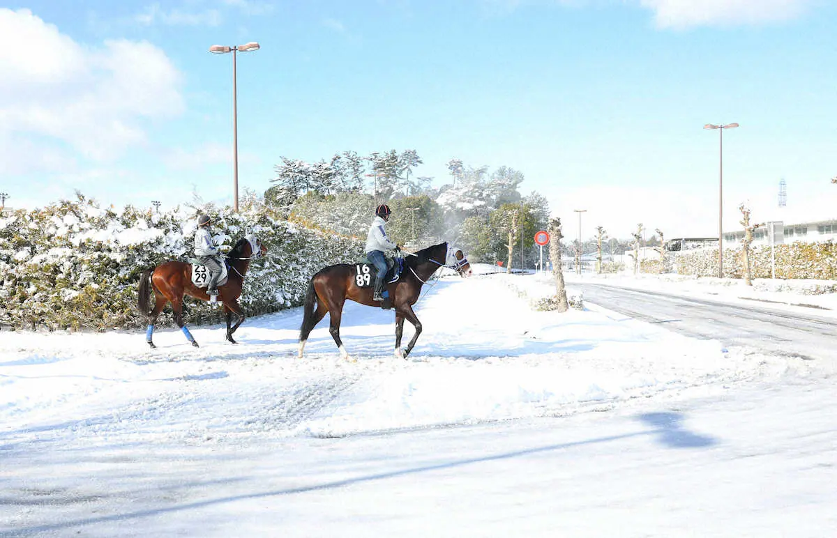 25日、雪の中厩舎へ戻る馬たち（撮影・亀井　直樹）