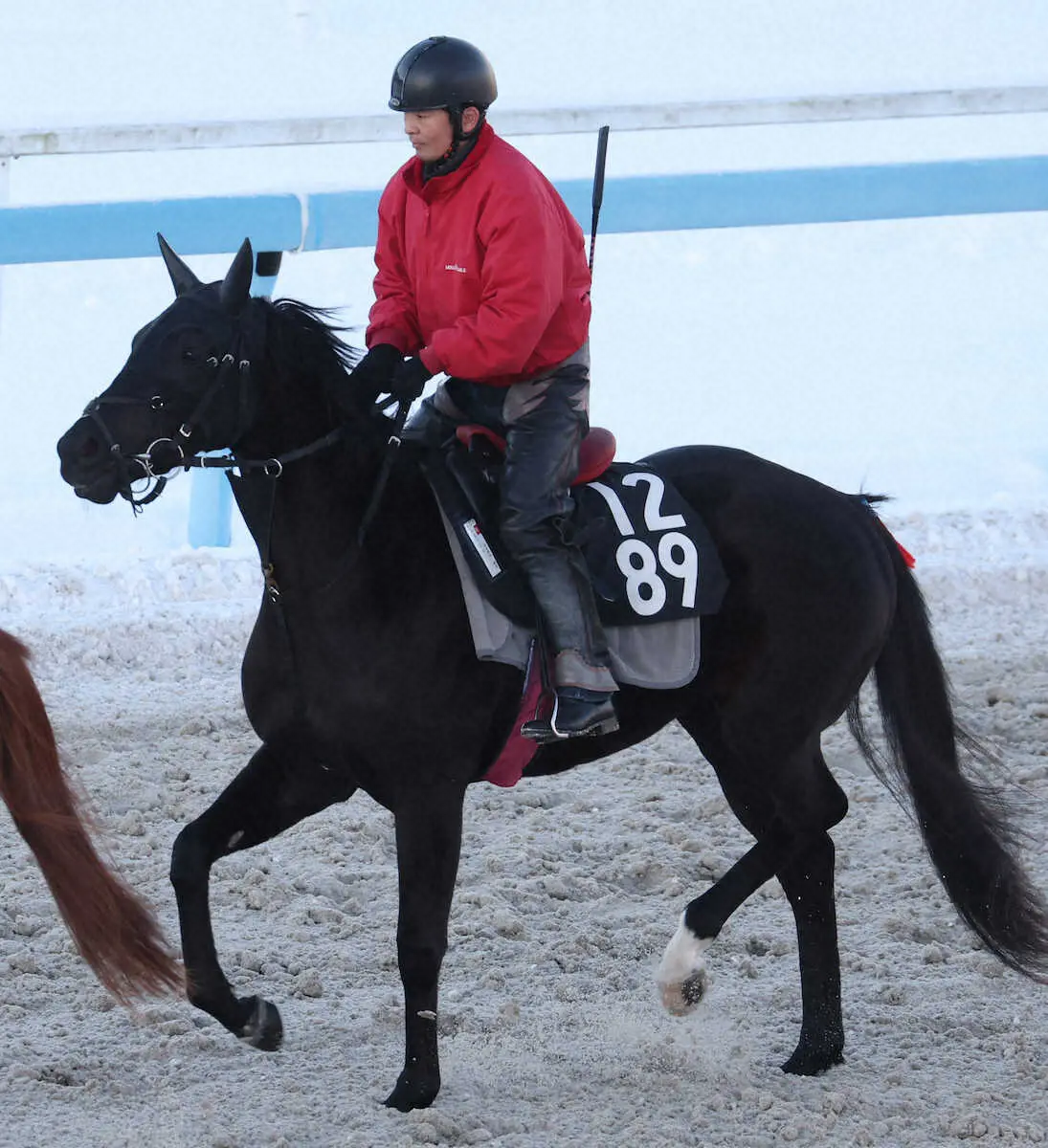 【きさらぎ賞】レミージュ　8年ぶり牝馬V挑む、松永幹師「徐々に良くなってきた」
