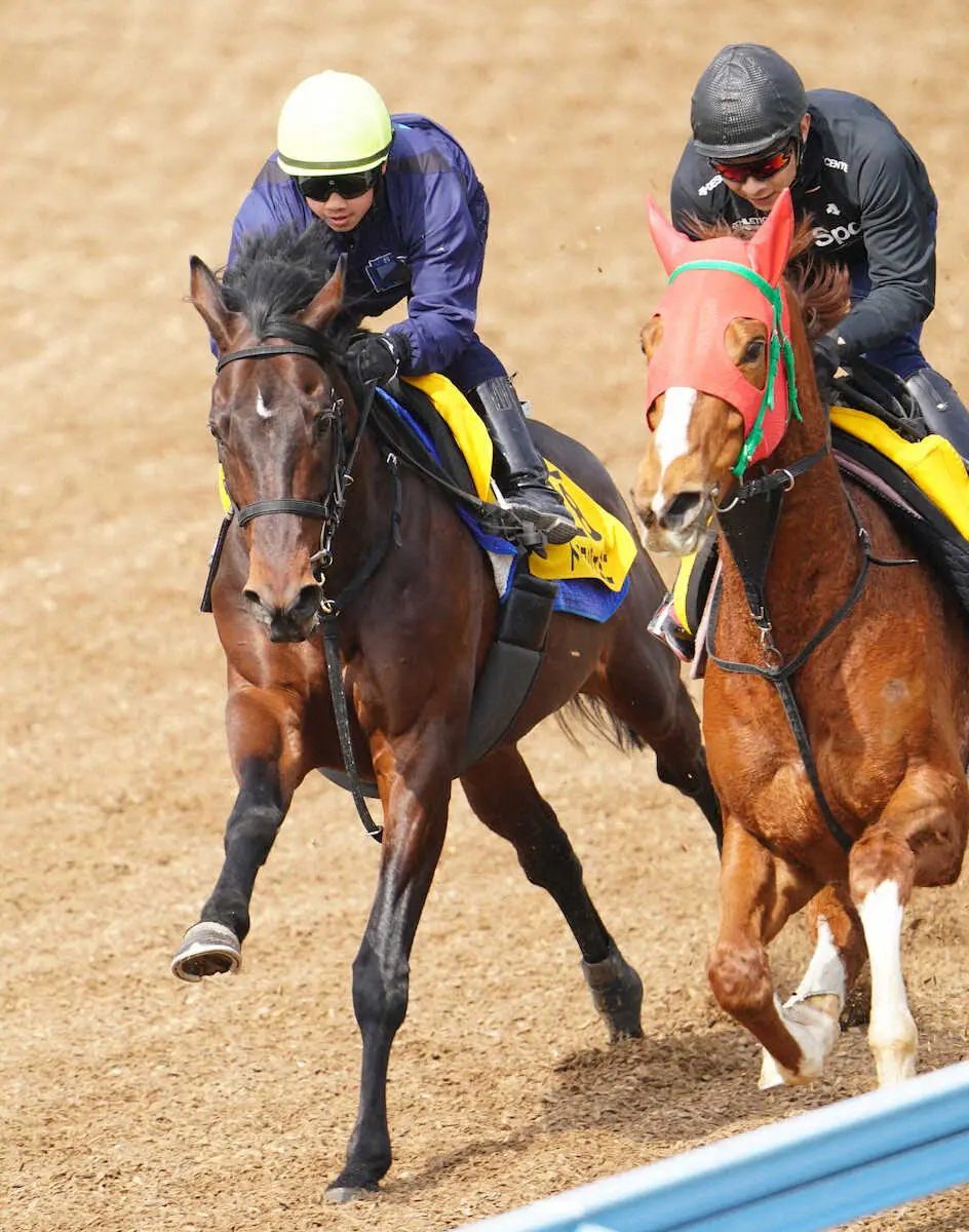 【ダービー卿CT】ルーキー佐藤　トーラスジェミニで重賞初挑戦！「馬を信じて思い切って乗る」