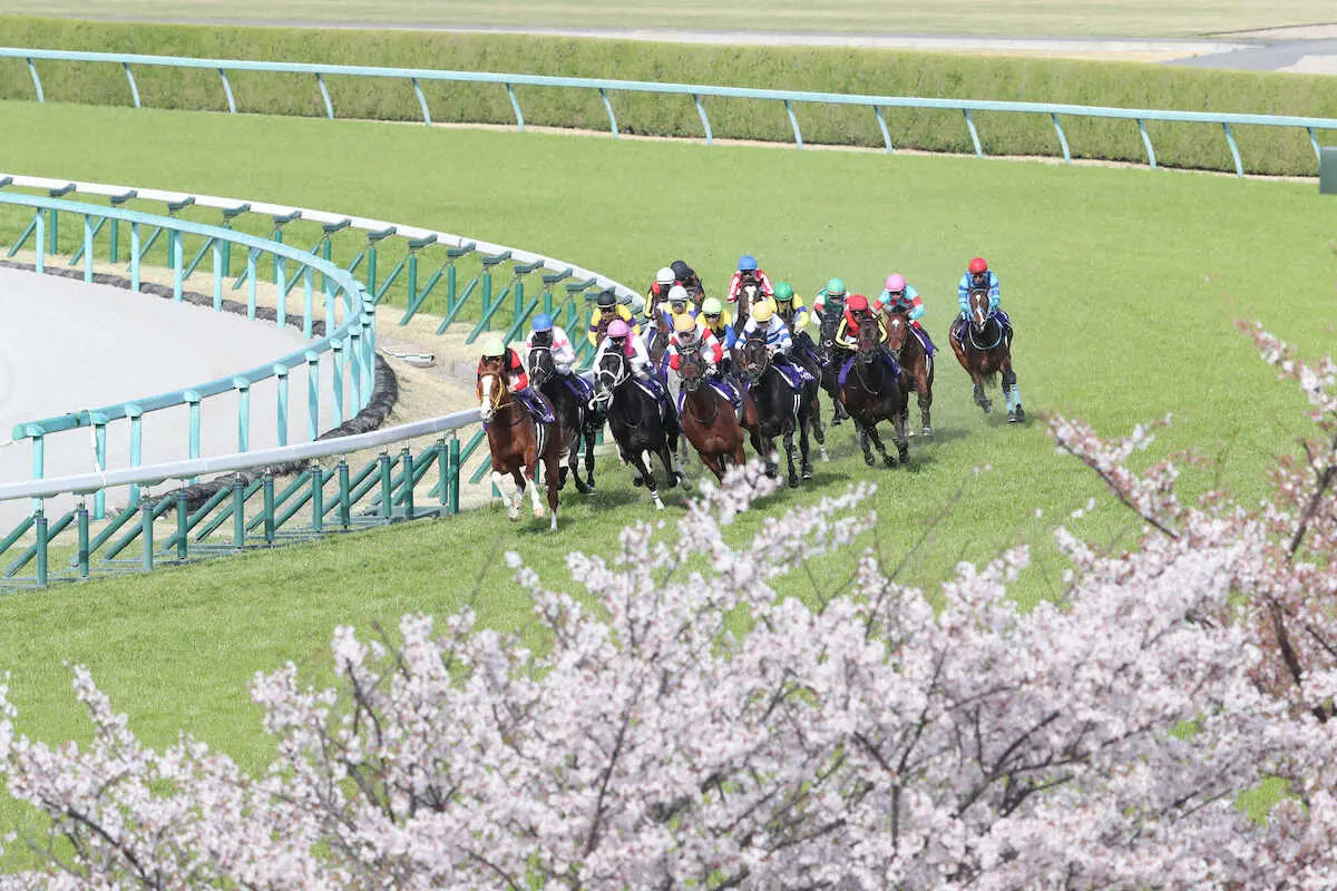 ＜大阪杯＞桜が咲き誇る中、ジャックドールを先頭に各馬がコーナーを回る（撮影・須田　麻祐子）