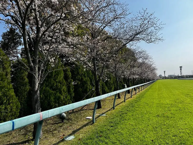 阪神競馬場・芝１６００メートル発走地点の桜（ＪＲＡ提供、撮影３月３０日）