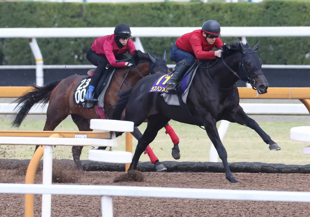 【皐月賞】ラスハンメル　以前より反応が良化、松永幹師「スタートを決めて前めの競馬が理想」