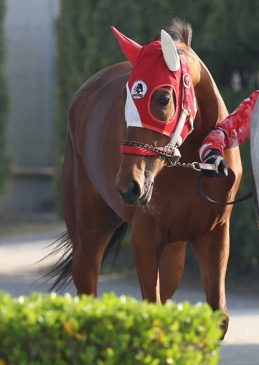 【オークス】（1）ラヴェル　1枠1番を歓迎、陣営「内枠の方が競馬がしやすい」