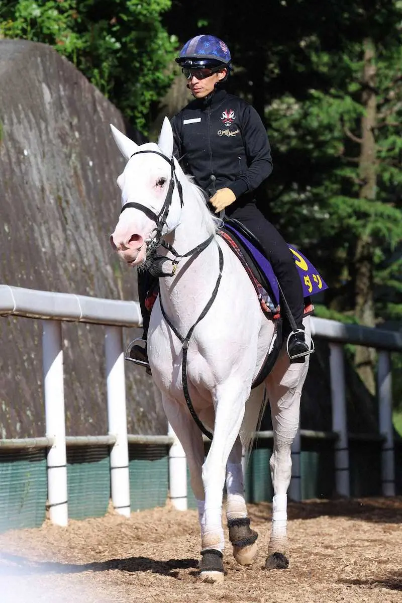【安田記念】ソダシ1週前追い切りで川田が初コンタクト　白毛の中でも「明らかに質が違う馬」