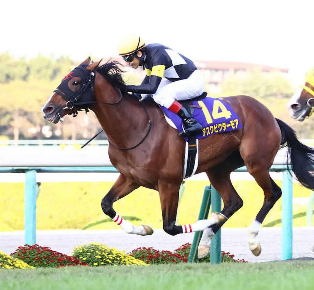 アスクビクターモア　宝塚記念出走へ、田村師「このぐらいの距離が一番合う馬」