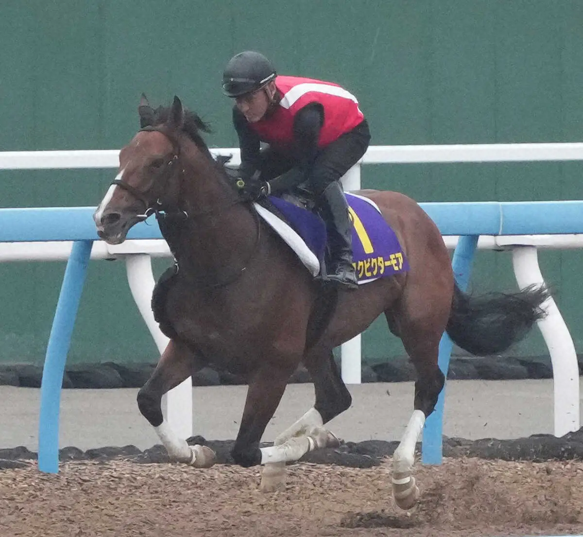 【宝塚記念1週前追い】アスクビクターモア　逆襲戴冠へ、田村師「これだけ動いていればいい」