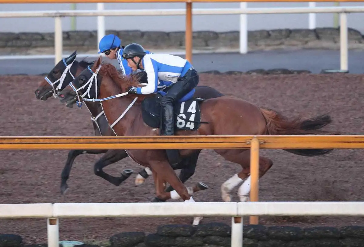 【レパードS】ベンダバリラビア＆クールミラボー　寺島厩舎の2頭が併せ馬で手応え