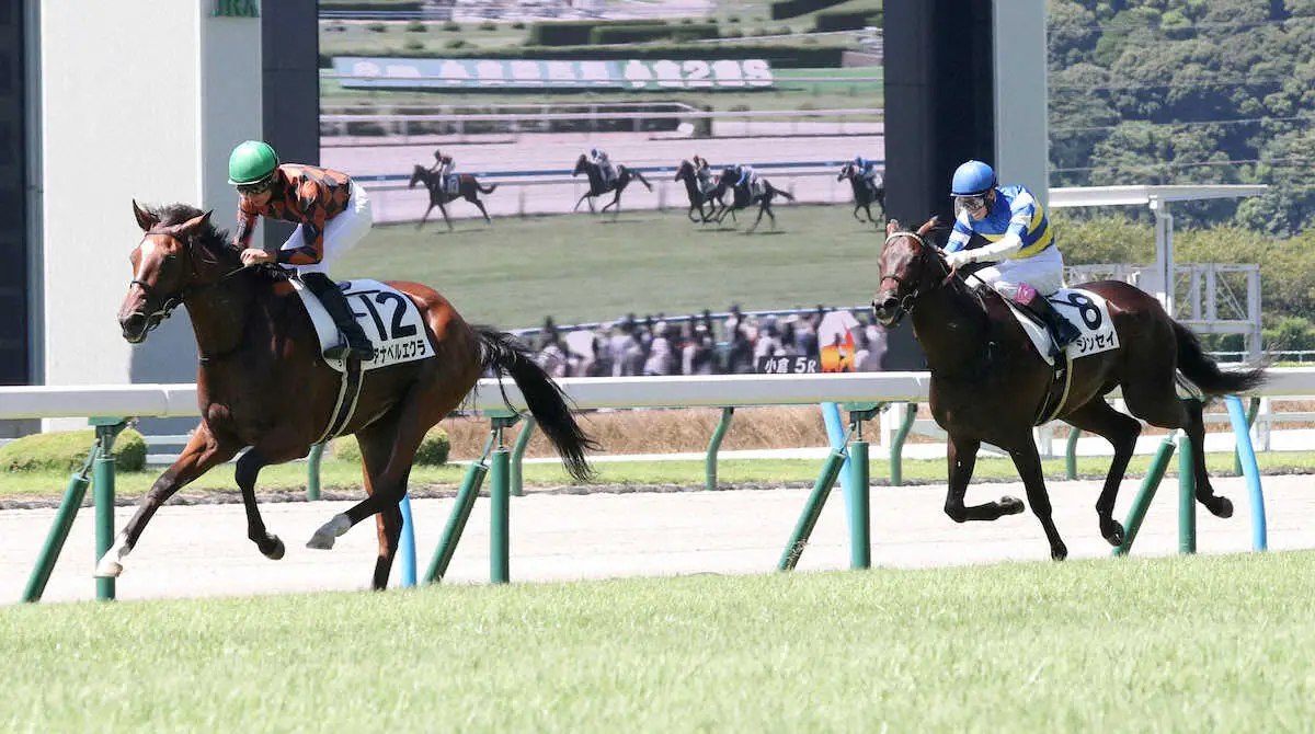 【小倉5R・新馬戦】1番人気アナベルエクラ　2馬身半突き放した　清水久師「強い内容だった」