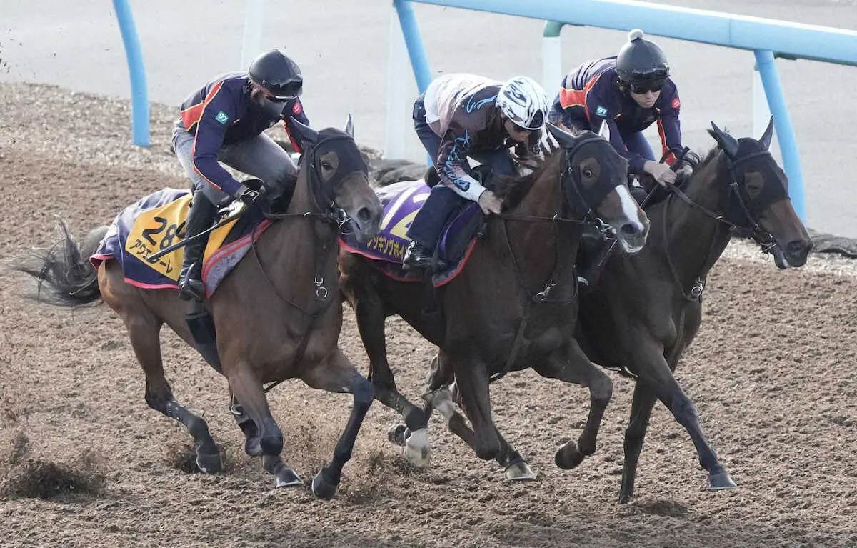 【菊花賞1週前追い】ノッキングポイント　馬なりで鋭く伸びた、木村師「呼吸を整えたかった」