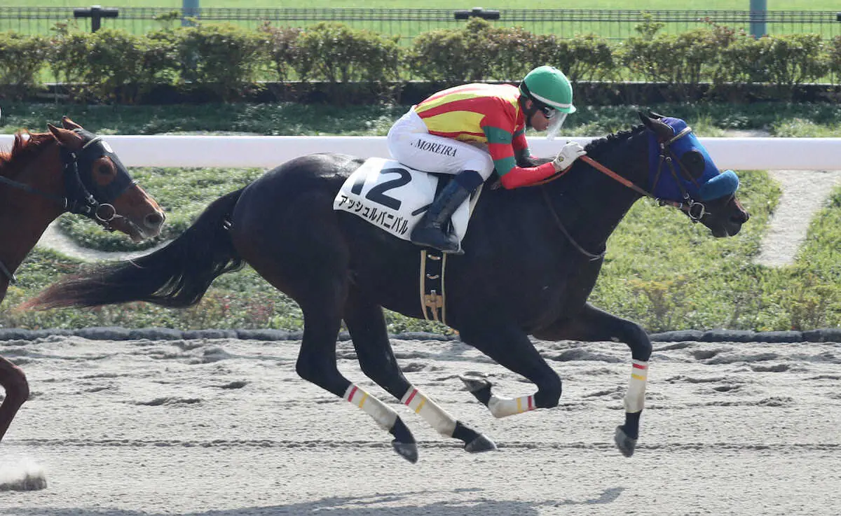 【東京4R新馬】アッシュルバニパル快勝！モレイラ「ナイスホース」