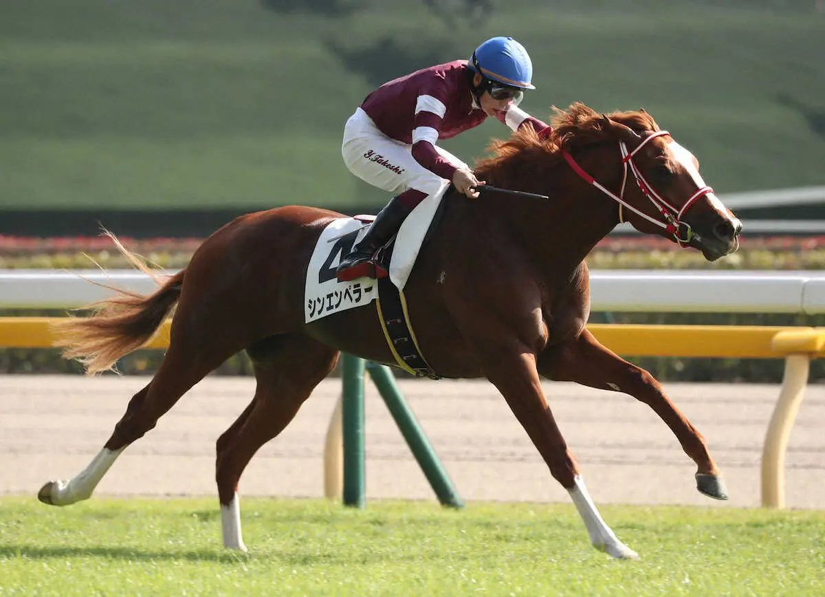 【東京5R新馬】凱旋門賞馬の弟シンエンペラー快勝　横山武「想像以上の強さ」