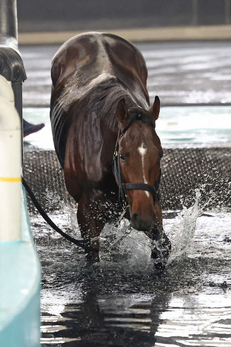 【ジャパンC】（5）ドウデュース　枠気にせず自分のリズムで、陣営「雰囲気が良かった」