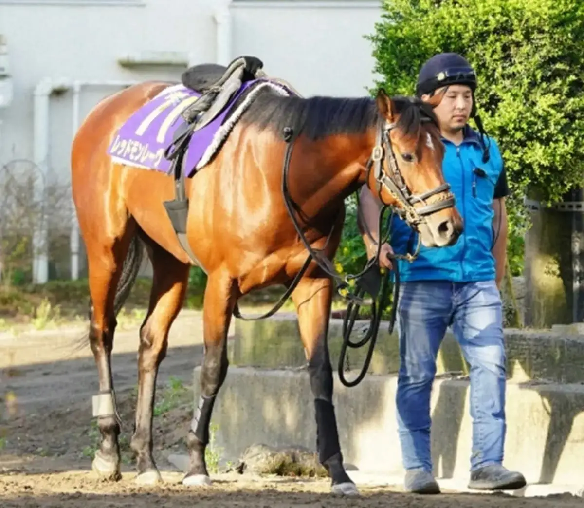 【中山記念】田井が馬体診断で驚愕！「筋肉だけを見たら同じ馬だと到底思えない」