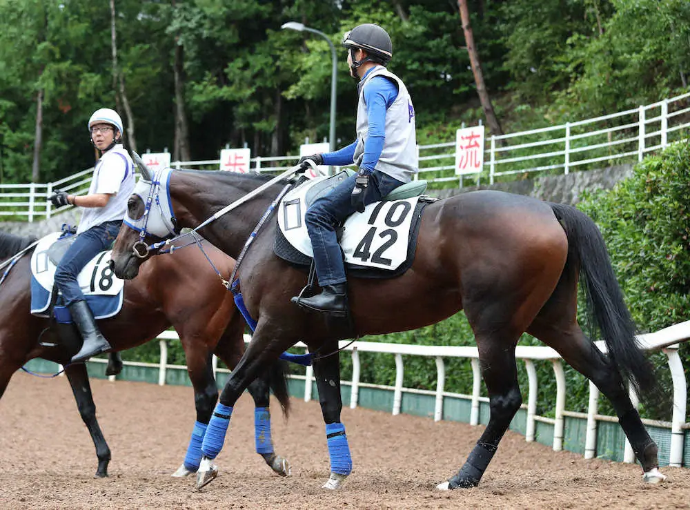 キズナ産駒の7歳牝馬スマートリアン、引退…繁殖入り　京都牝馬S4着がラストラン