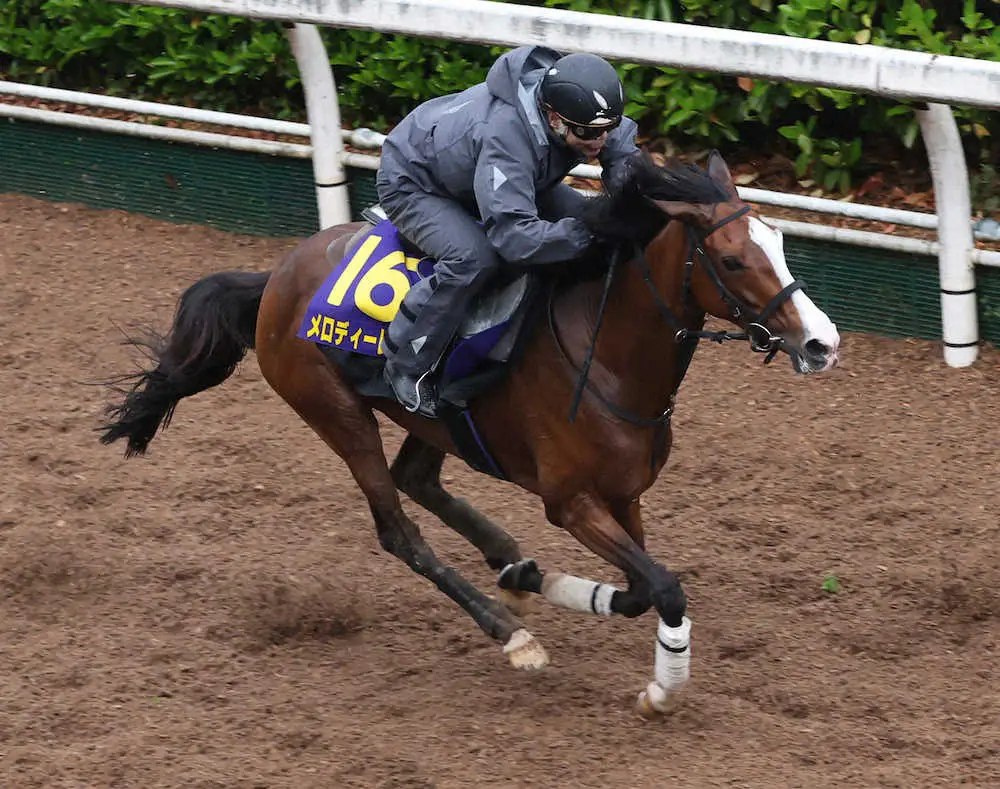 万葉S3着の8歳牝馬メロディーレーン、阪神大賞典登録見送り　右前脚の深管骨瘤