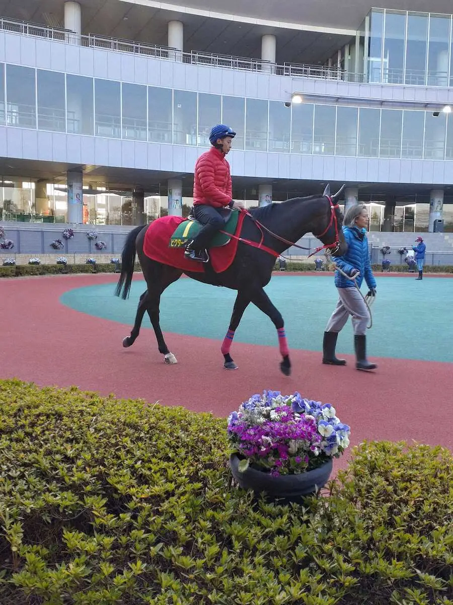 高松宮記念に出走する香港馬ビクターザウィナーは金曜朝、落ち着いた様子で中京競馬場のパドックをスクーリング