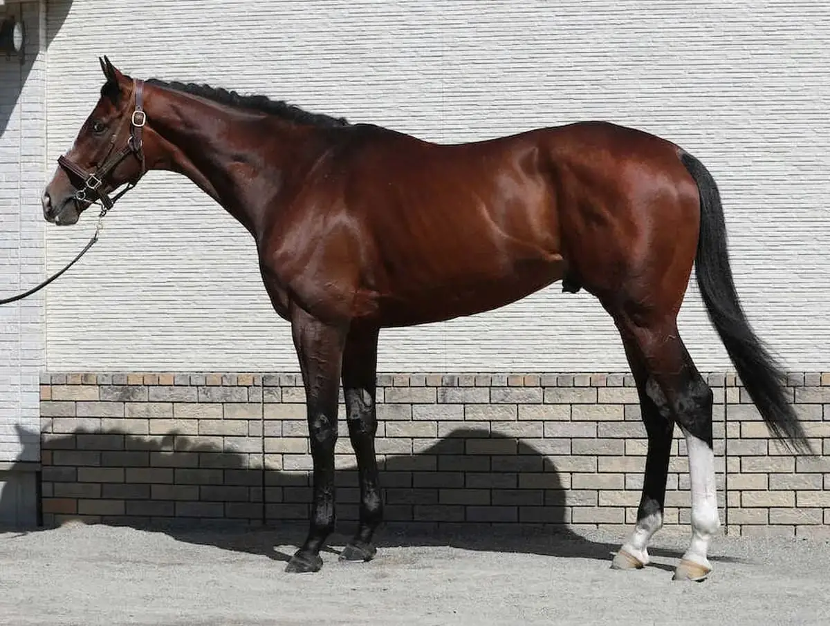 【大阪杯・馬体診断】田井、名門牝系のあの馬を称賛「一回りパンプアップ」「別馬のようにたくましく」