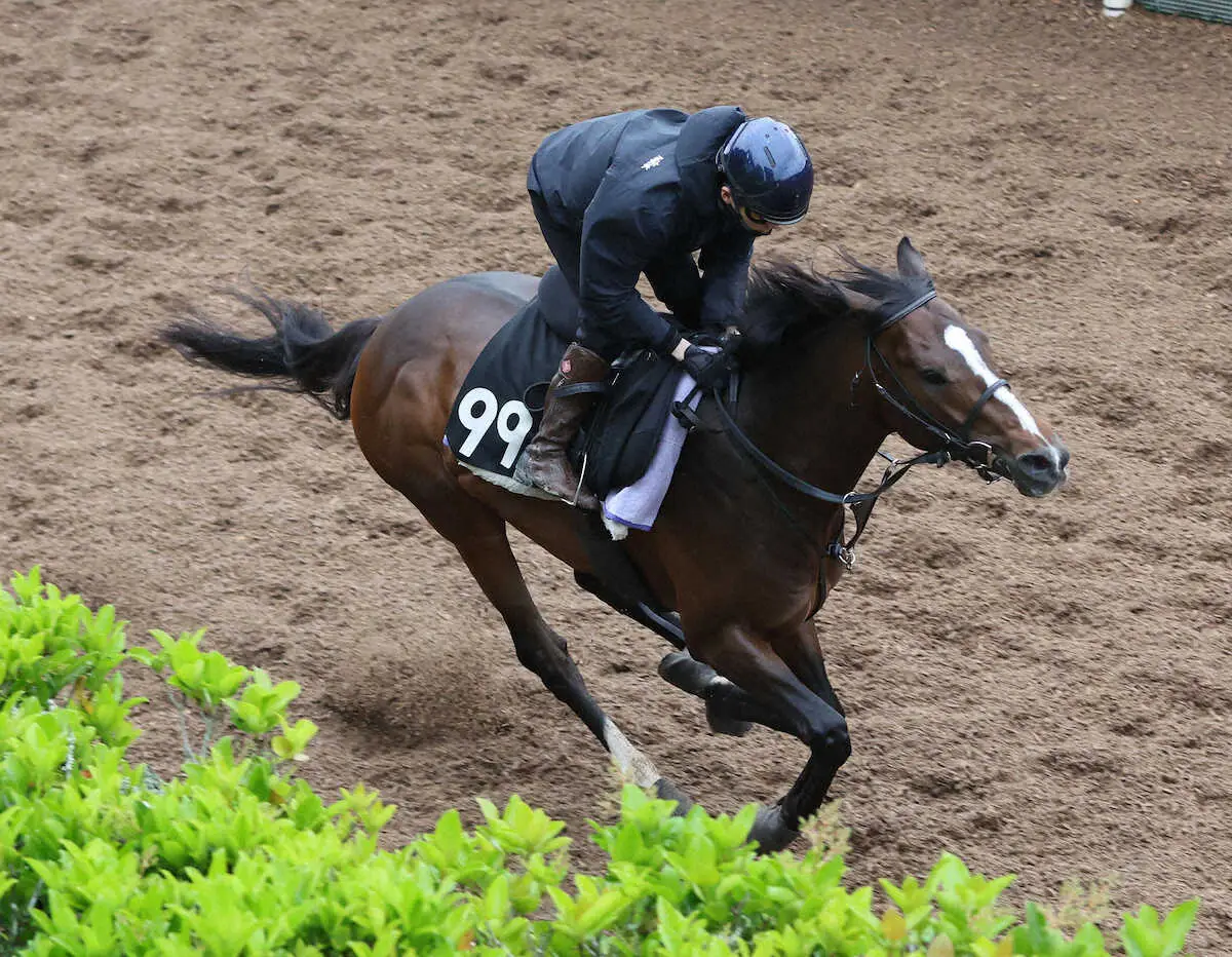【京都新聞杯】インザモーメント　鞍上・鮫島駿も好感触「気持ち良く伸び伸び動かしました」