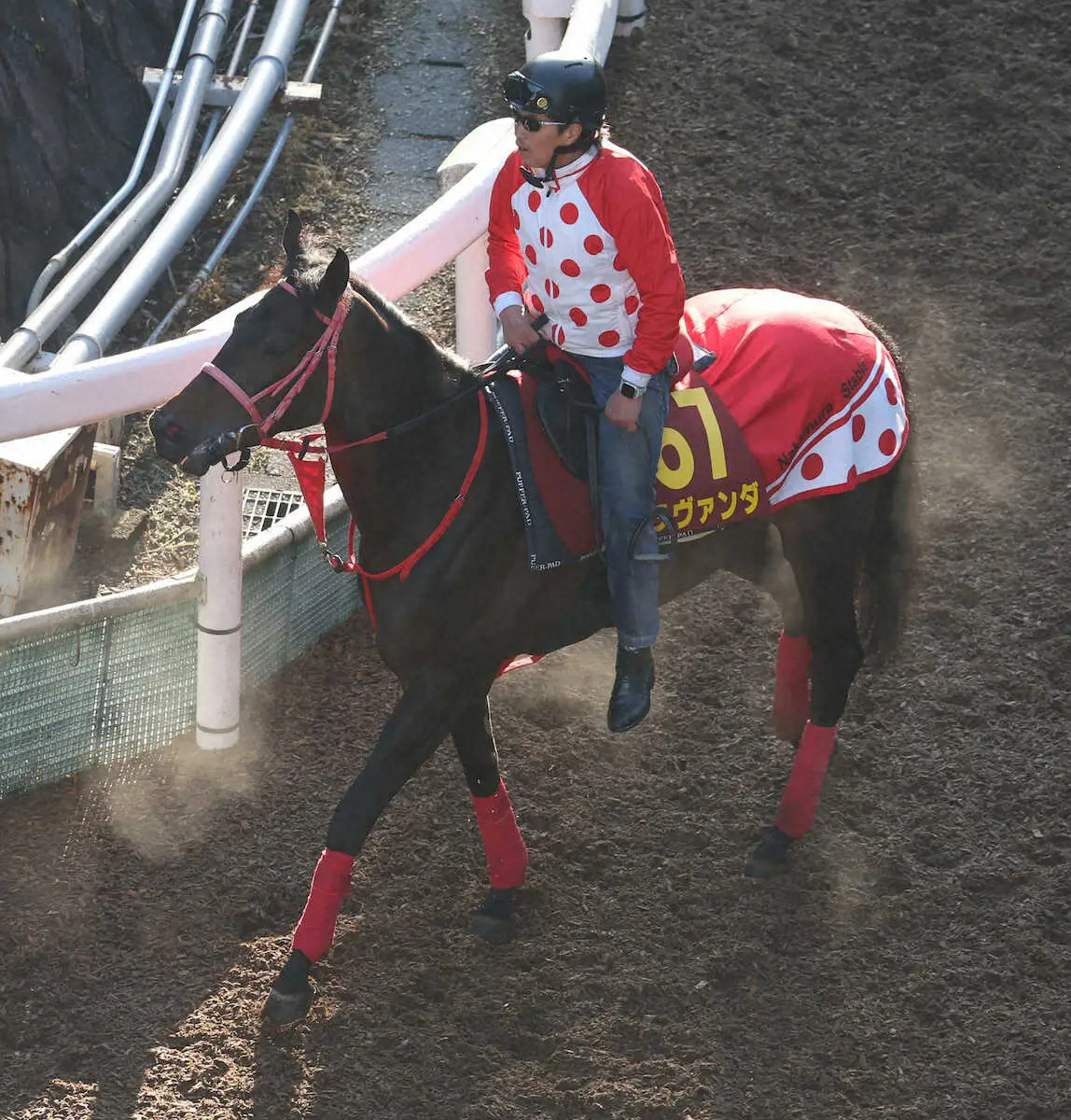 【オークス】ラヴァンダ　馬体減も回復傾向、中村師「期待が大きい馬なので楽しみ」