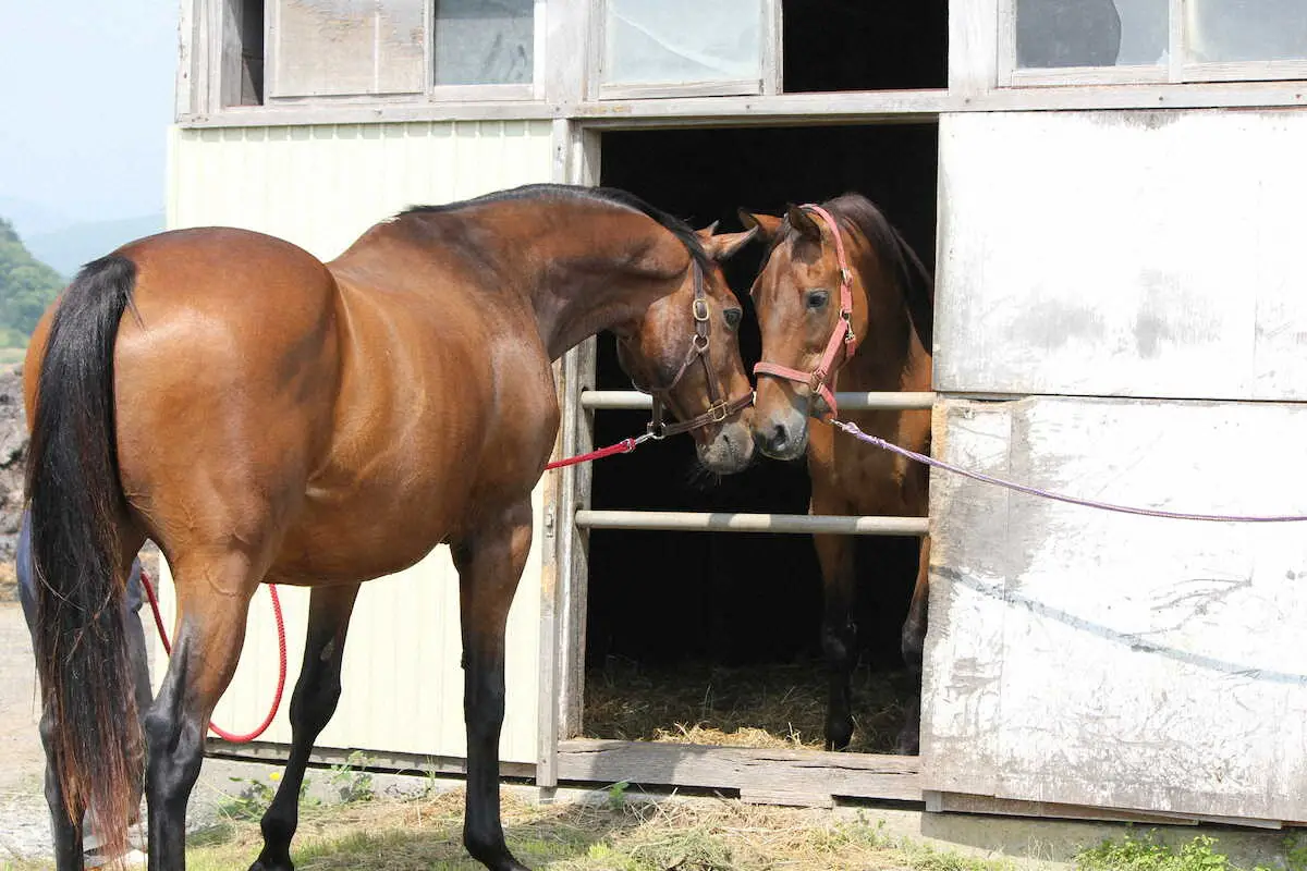 【画像・写真】死してなお存在感絶大ナイスネイチャ　引退馬支援の寄付金が過去最高額に　協会「まさに怒涛の末脚」