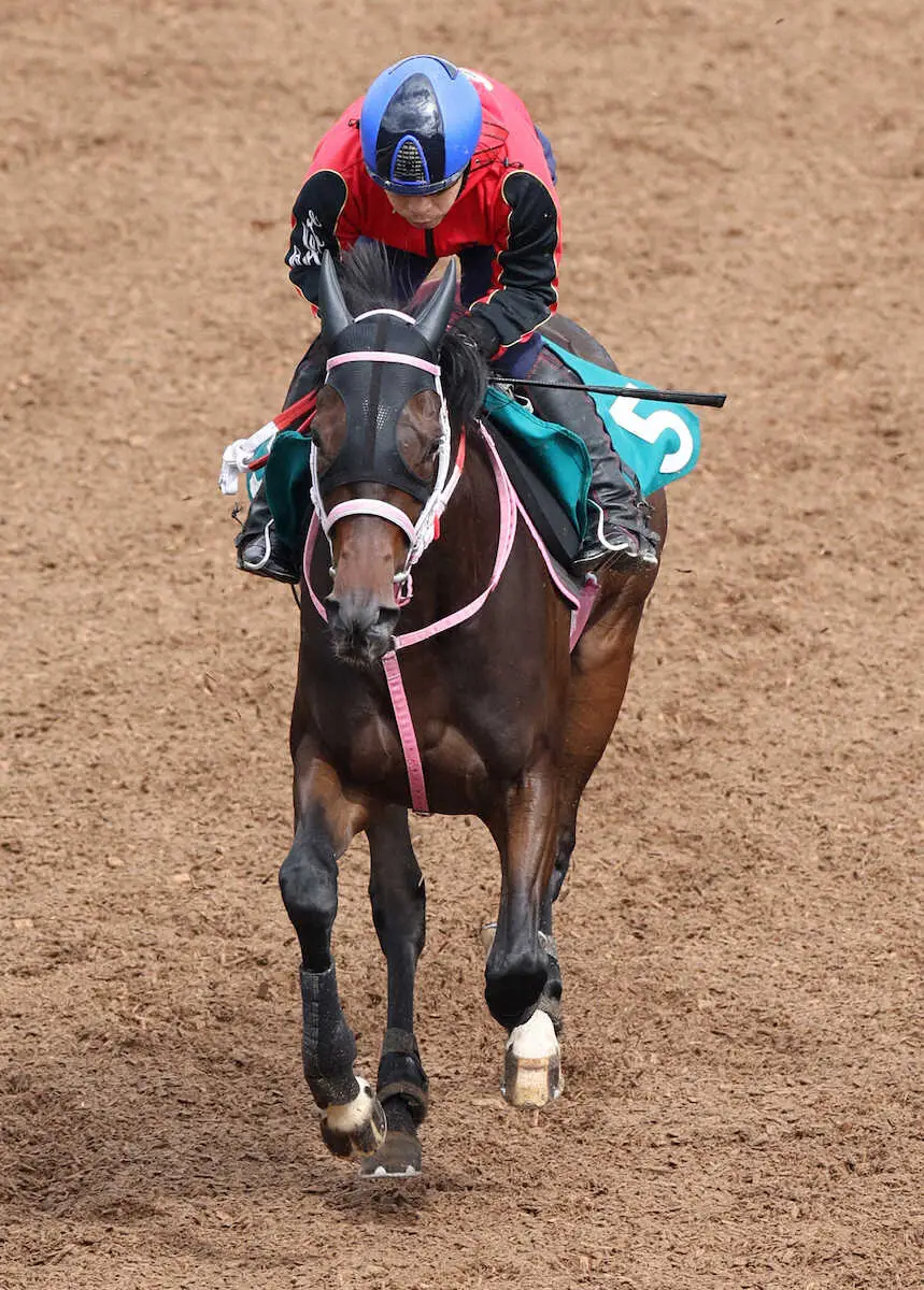 【京都新馬戦】ショウナンザナドゥ　池添も興奮気味「久しぶりにワクワクする馬に出合えた」