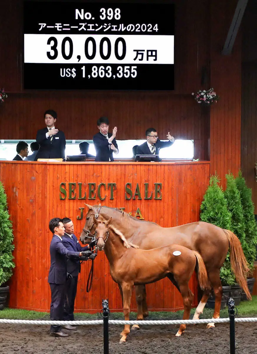 3億円で落札されたアーモニーズエンジェルの24（C）Japan　Racing　Horse　Association