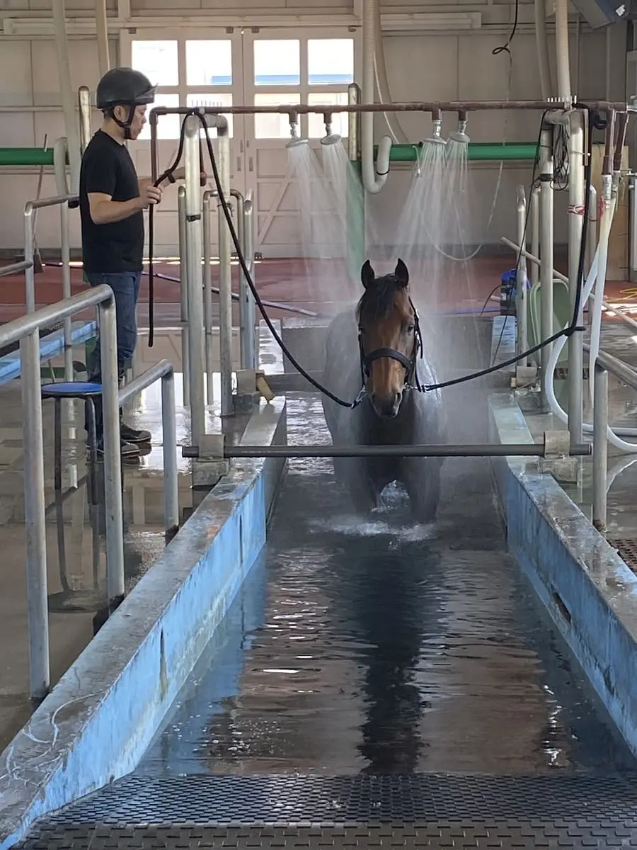 函館競馬場内の温泉で疲れを癒やす競走馬