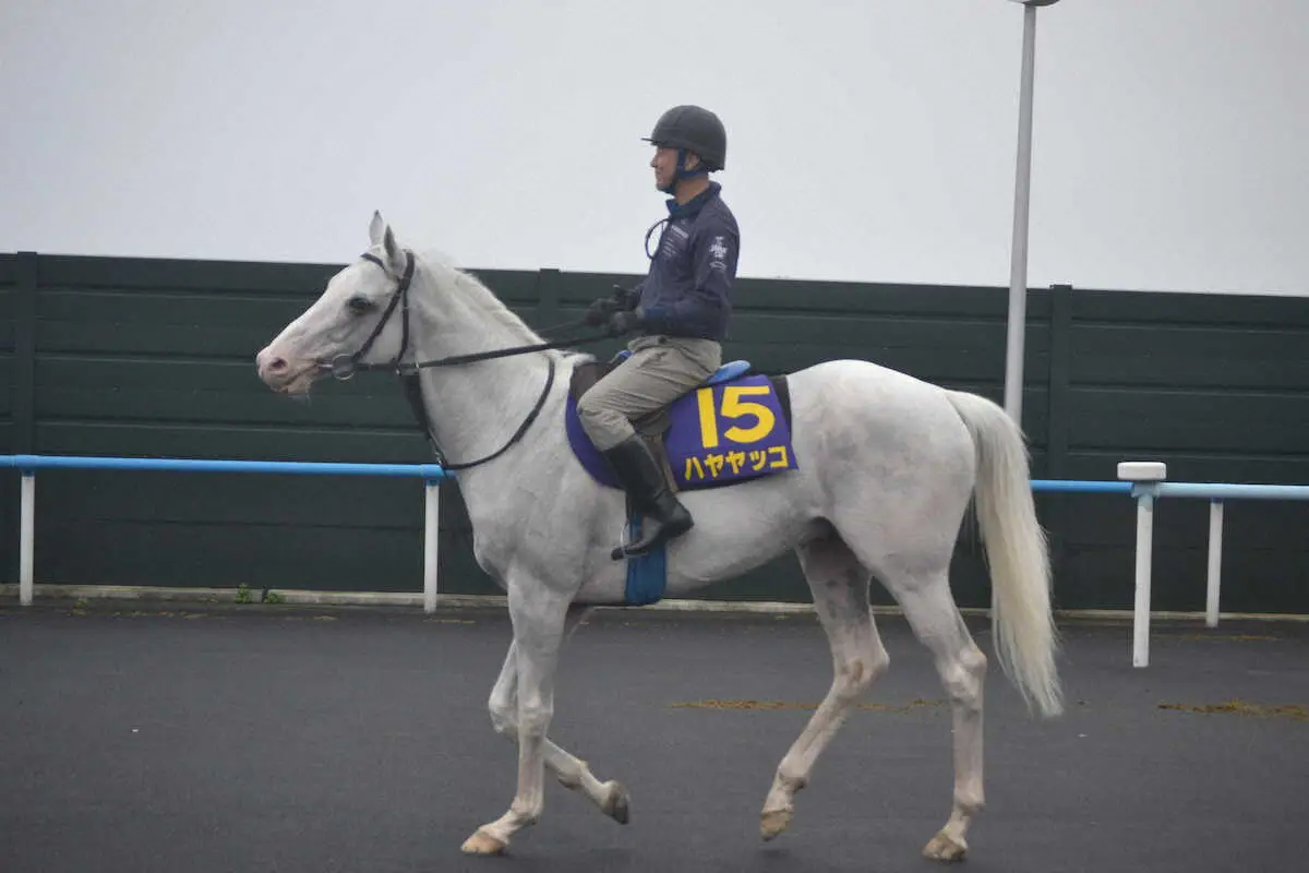 3年連続函館記念参戦のハヤヤッコ（撮影・小田　哲也）