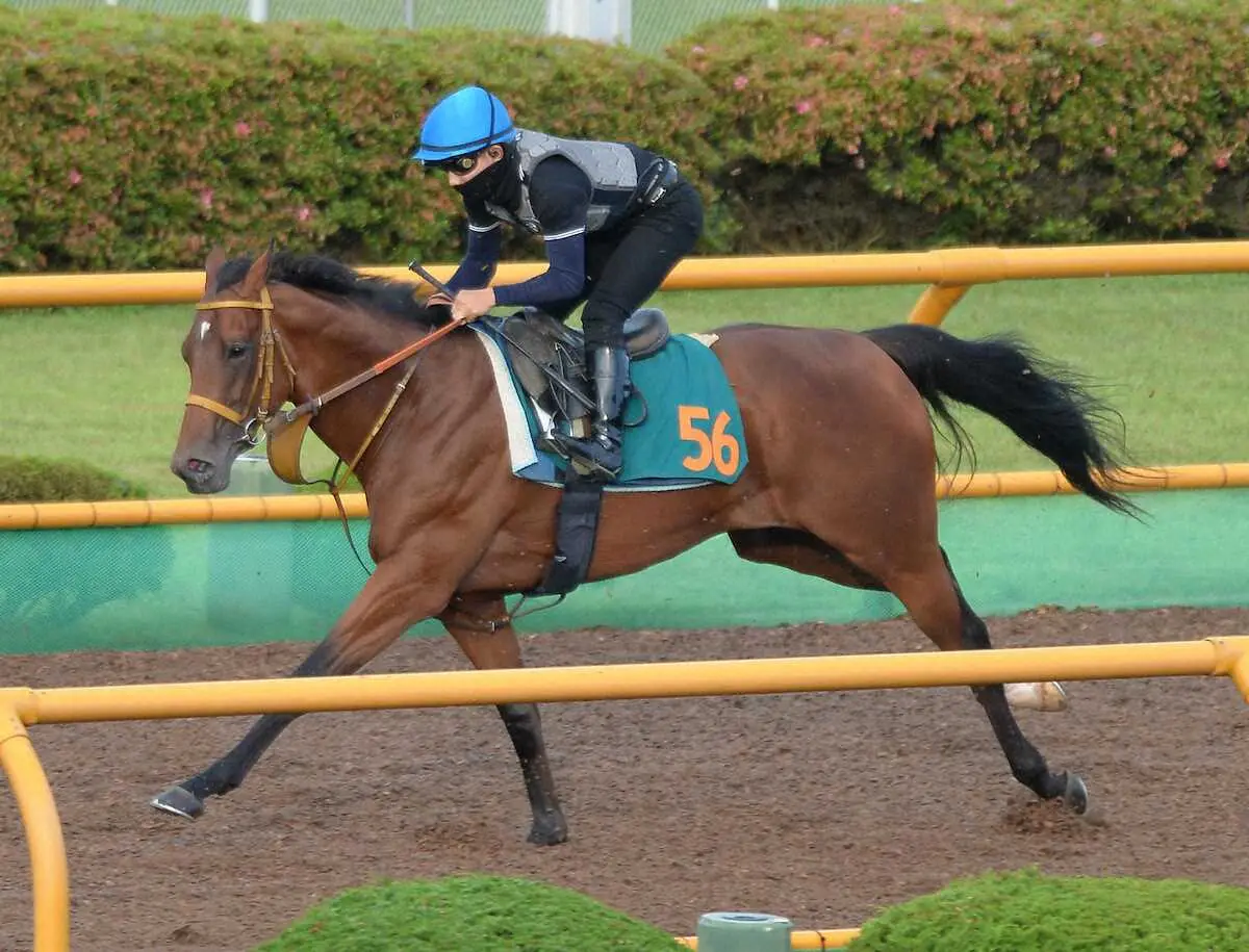 【函館2歳S】サトノカルナバル　サラッと仕上げ！Wコース馬なり単走4F55秒0