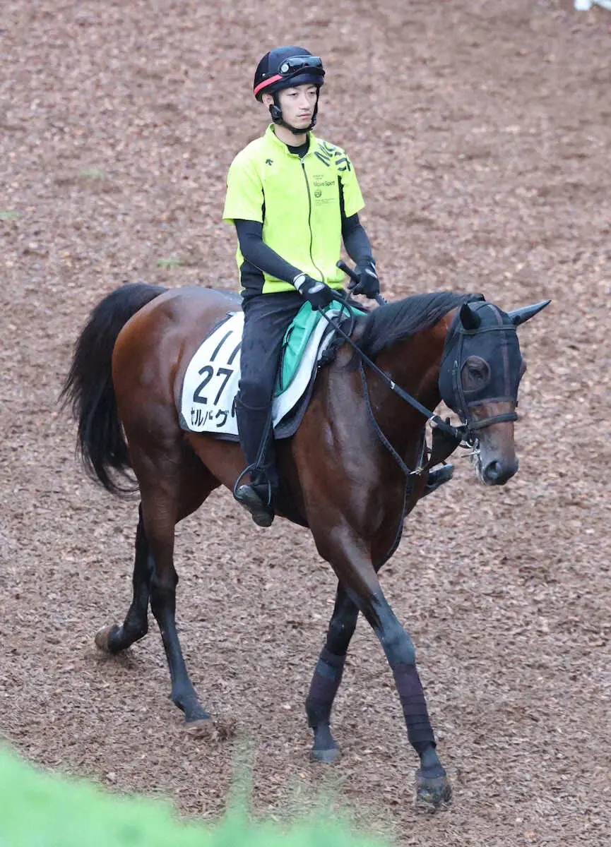 【中京記念】セルバーグ　連覇へ昨年から舞台替わりも大丈夫！陣営「自分のリズムで運べれば粘り強い」