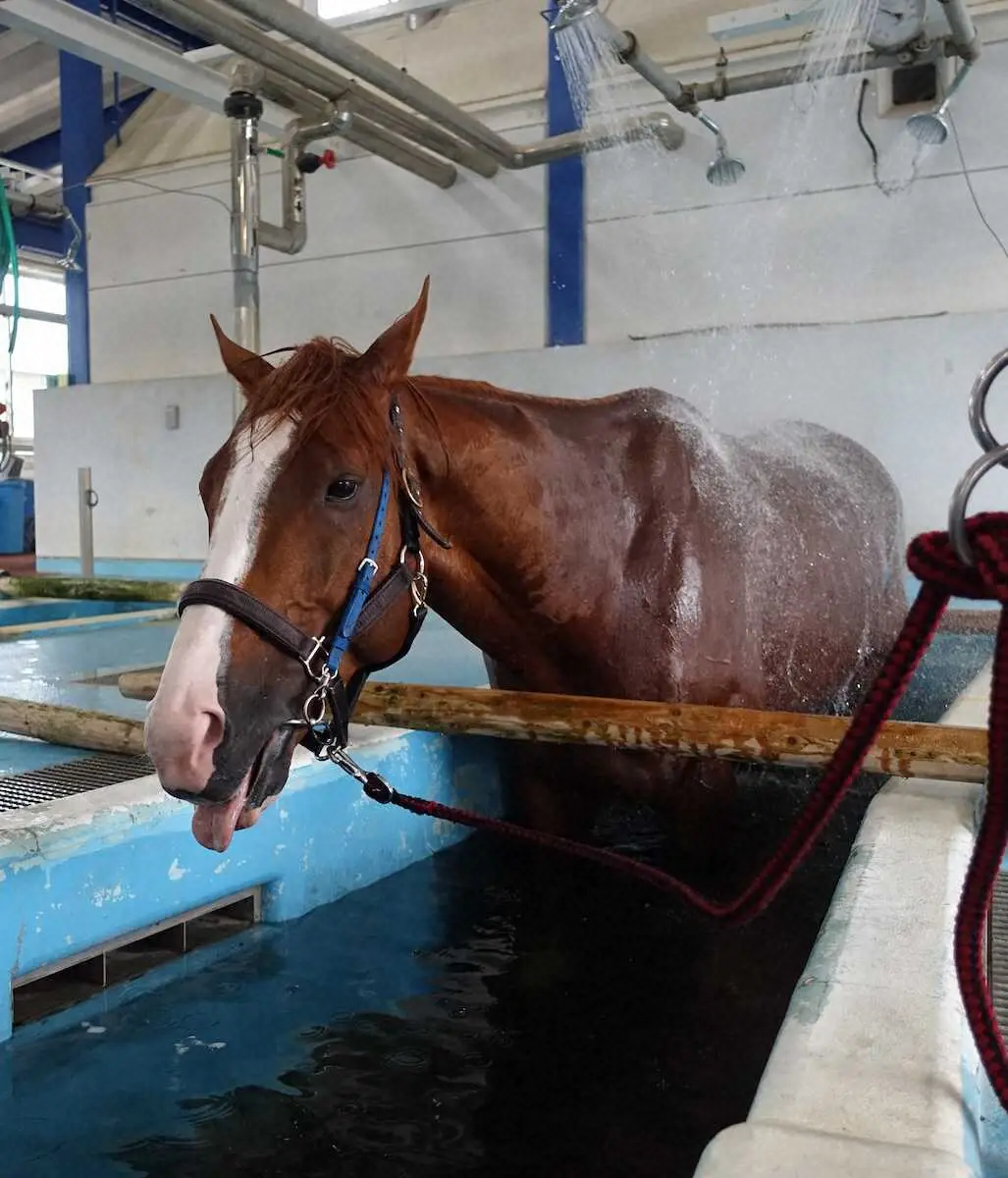 ジャックドール　復帰へ温泉治療！東樹所長「馬に合わせたリハビリで競馬に復帰させるのが我々の使命」