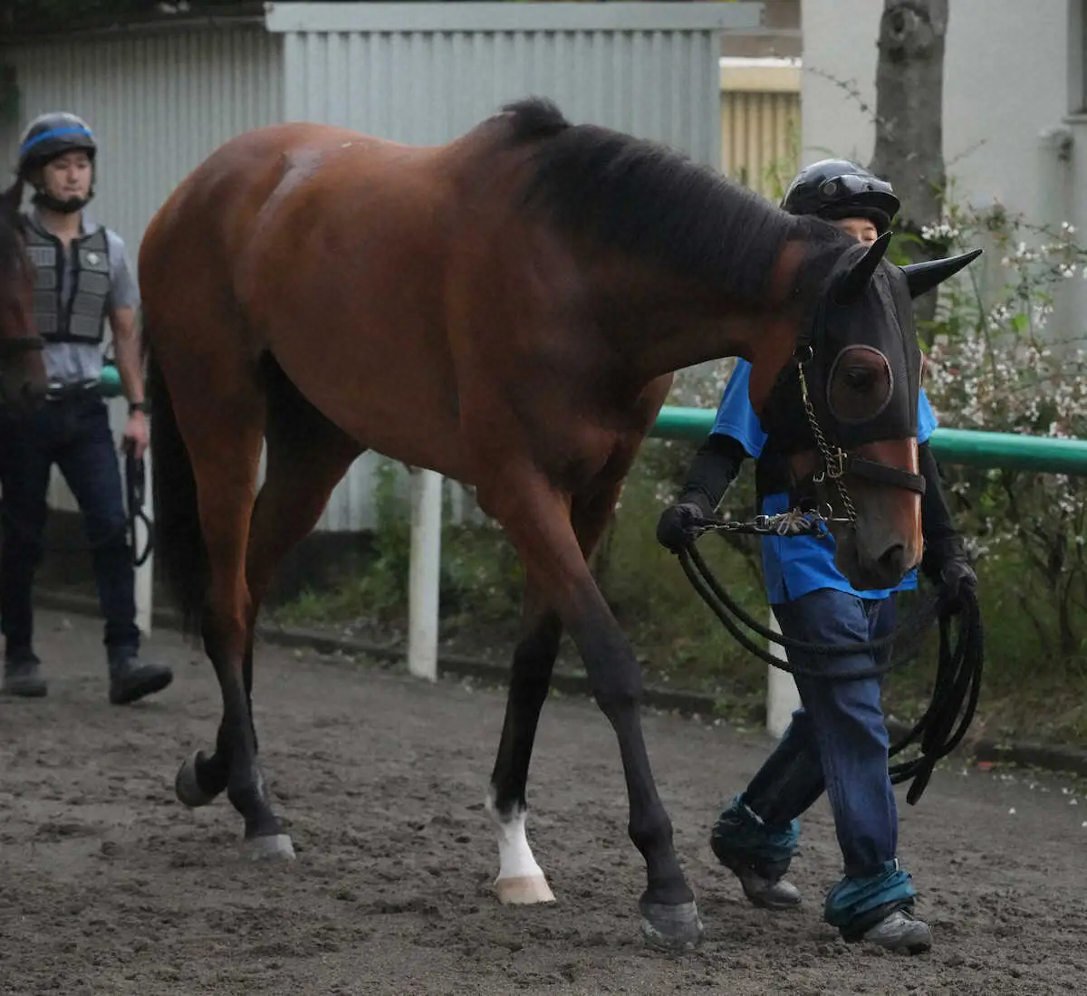 【新潟新馬戦】バレドラパン“母超え”の期待！奥村武師「距離が延びて良さそうなイメージ」