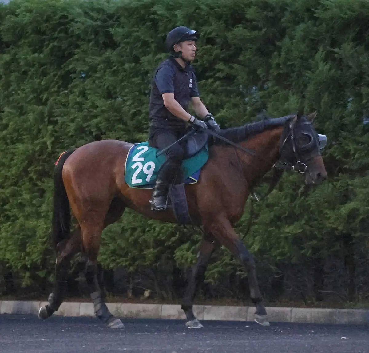 【新潟新馬戦】良血ディアナザールが好仕上がり　斉藤崇師「いいフットワークで反応もいい」