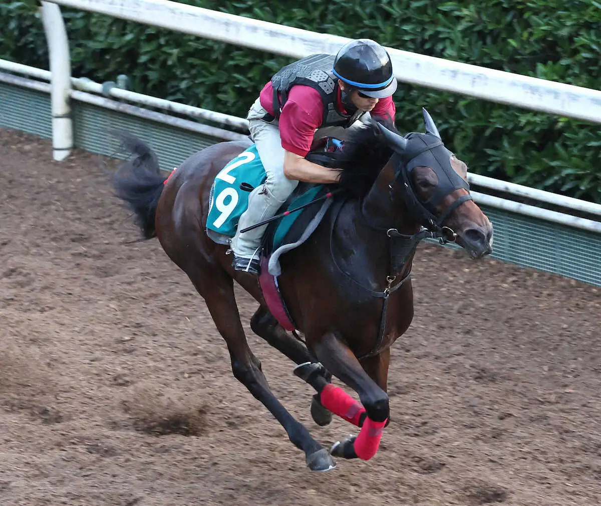 【新潟新馬戦】カロローザ　前進気勢見せる!松永幹師は期待「初戦から楽しみ」