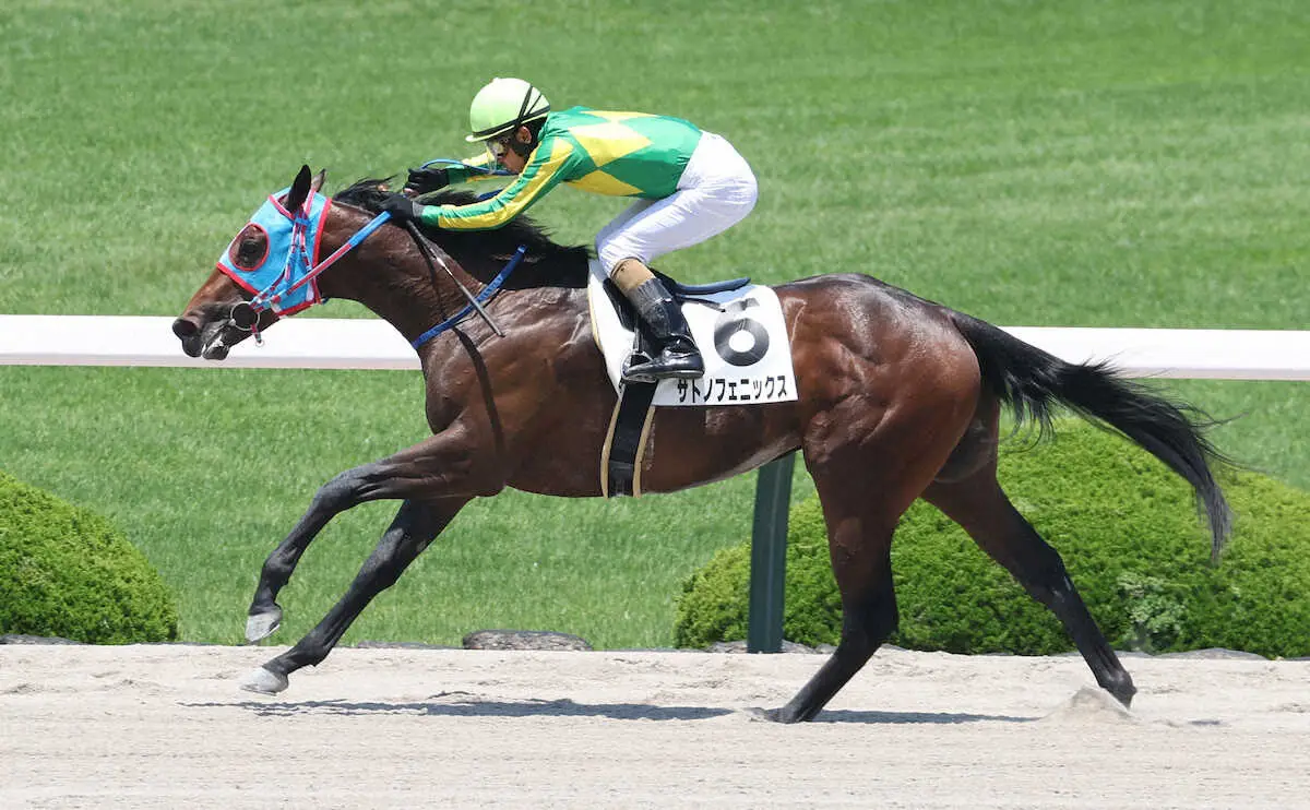 【レパードS】サトノフェニックス　G3なら地位上位！和田竜との再コンビで初タイトルへ