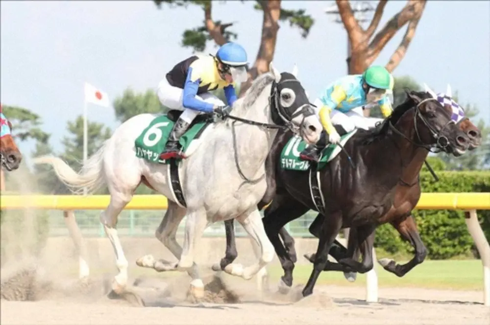 19年レパードＳでデルマルーヴル（右）との叩き合いを制し白毛馬JRA重賞初制覇となったハヤヤッコ