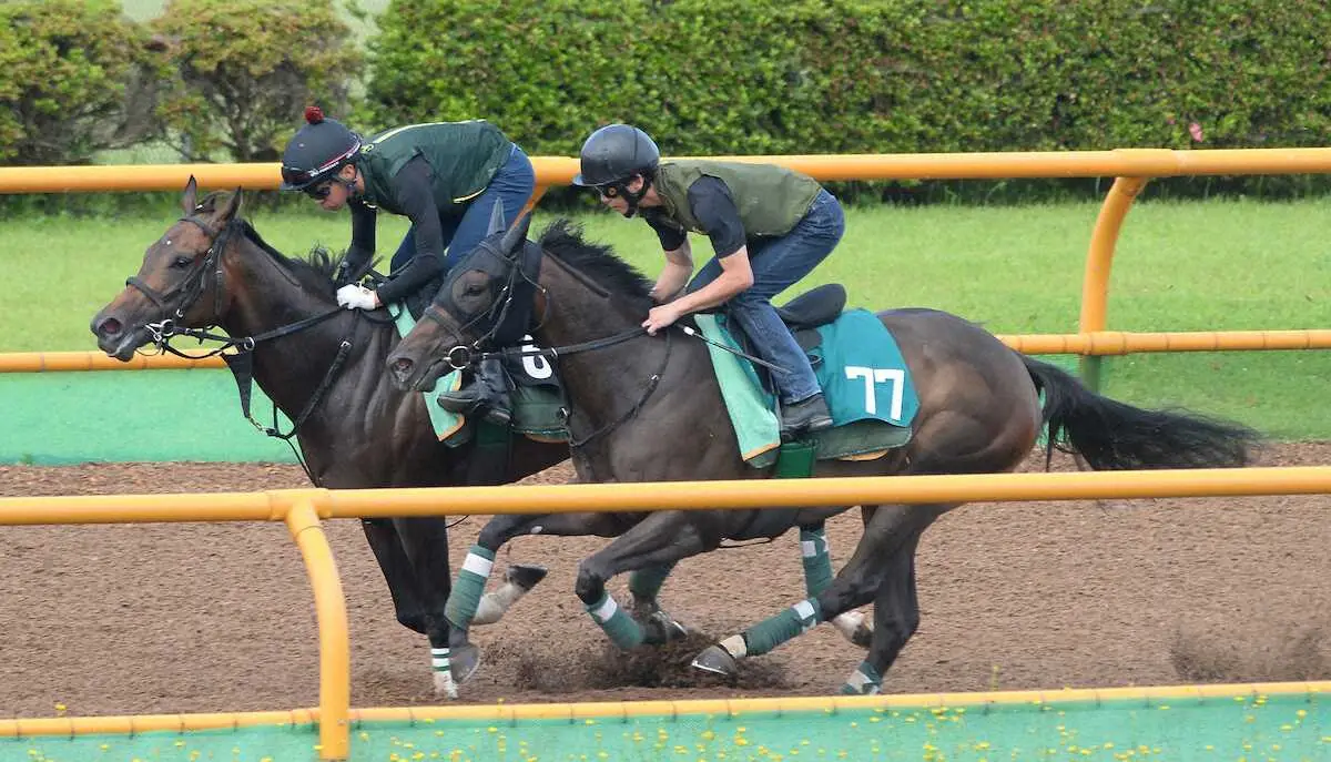 札幌競馬函館新馬追切り　アルマヴェローチェ（77、手前）　　（撮影・千葉　茂）