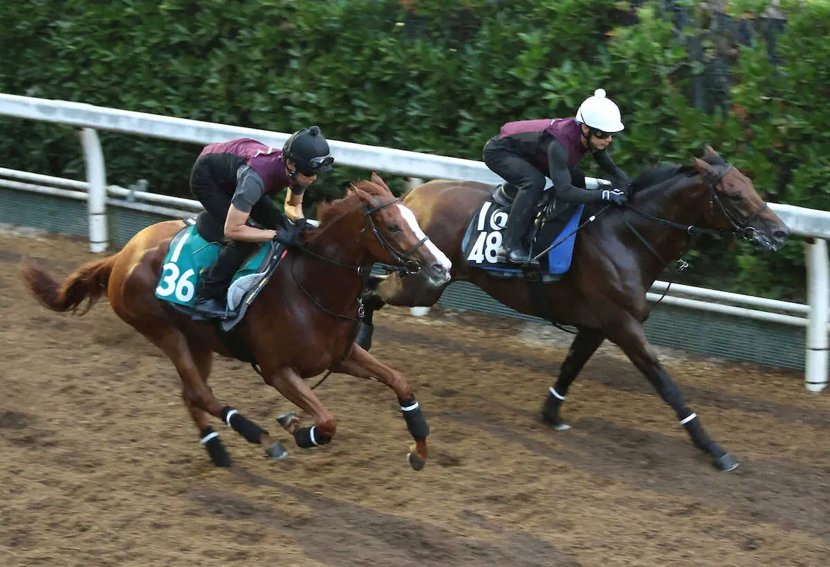 【新潟新馬戦】シルバーレイク　背中の感触いい　福永助手「メンバー次第では好勝負の期待持てそう」