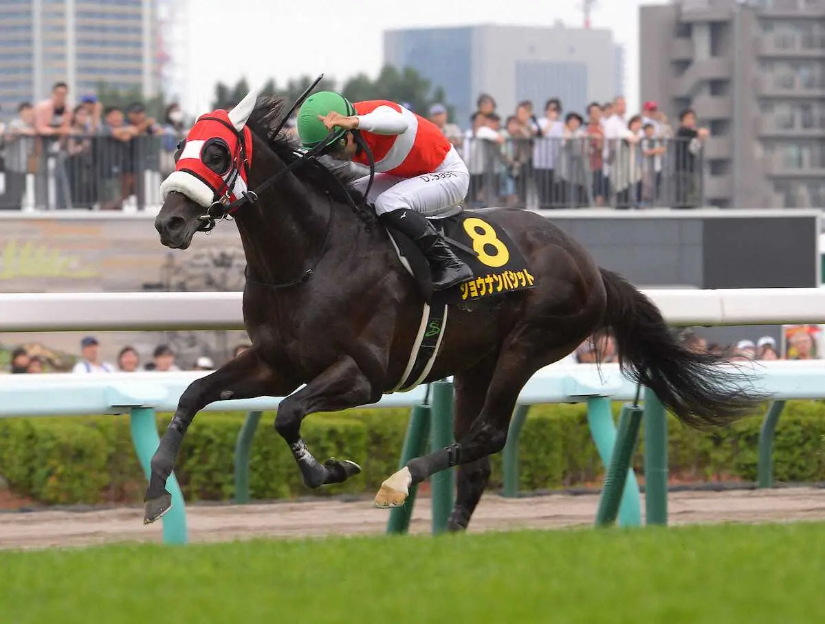 札幌日経オープンを制したショウナンバシット（撮影・千葉　茂）　　　