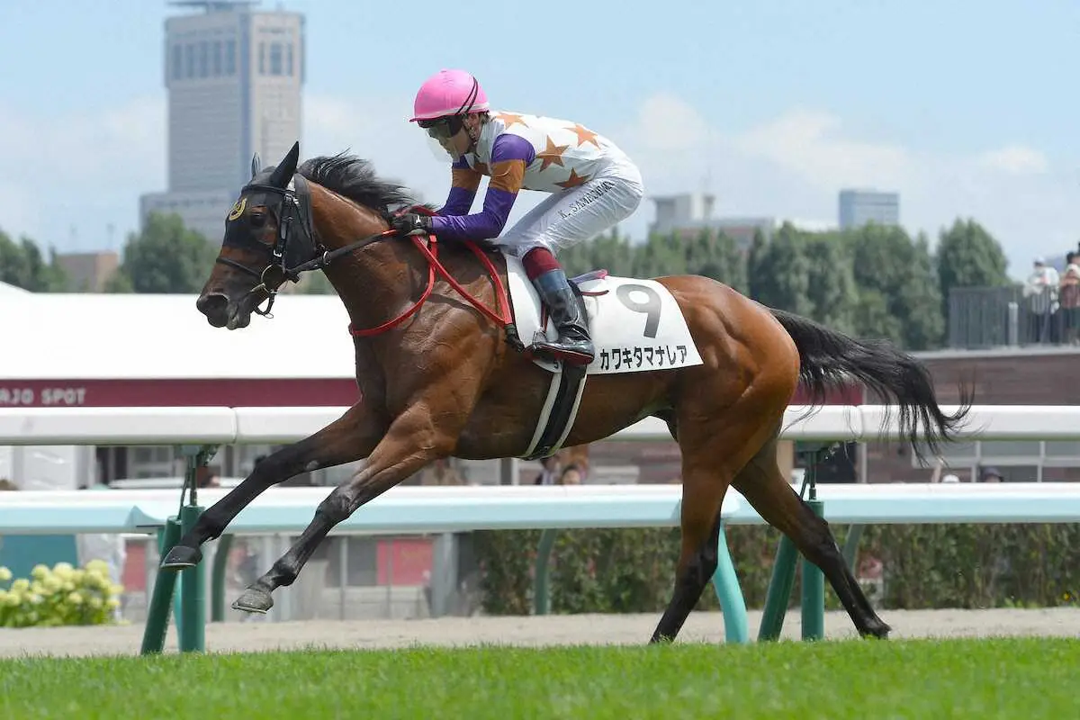 札幌5Rの新馬戦を勝利したカワキタマナレア（撮影・千葉　茂）