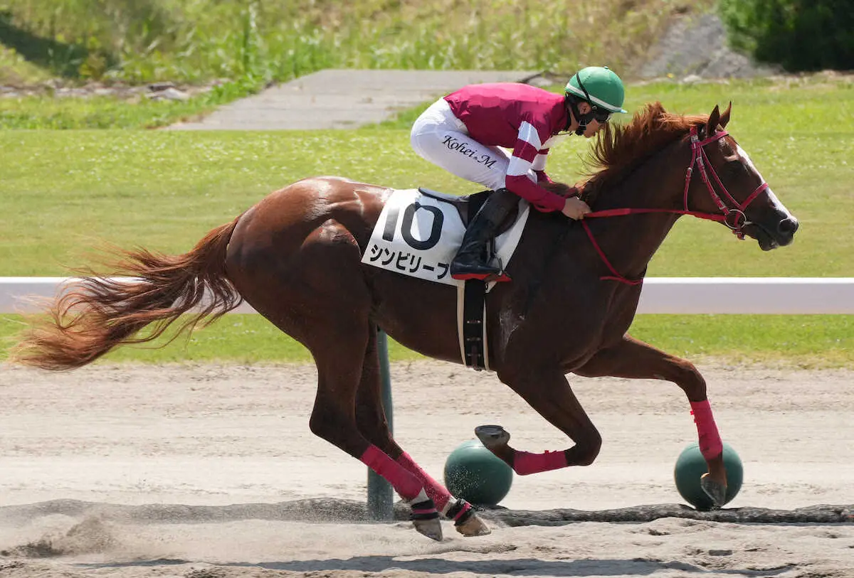 新潟3Rの新馬戦を勝利したシンビリーブ（撮影・郡司　修）