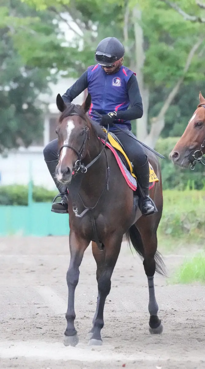 5歳牝馬プレサージュリフト