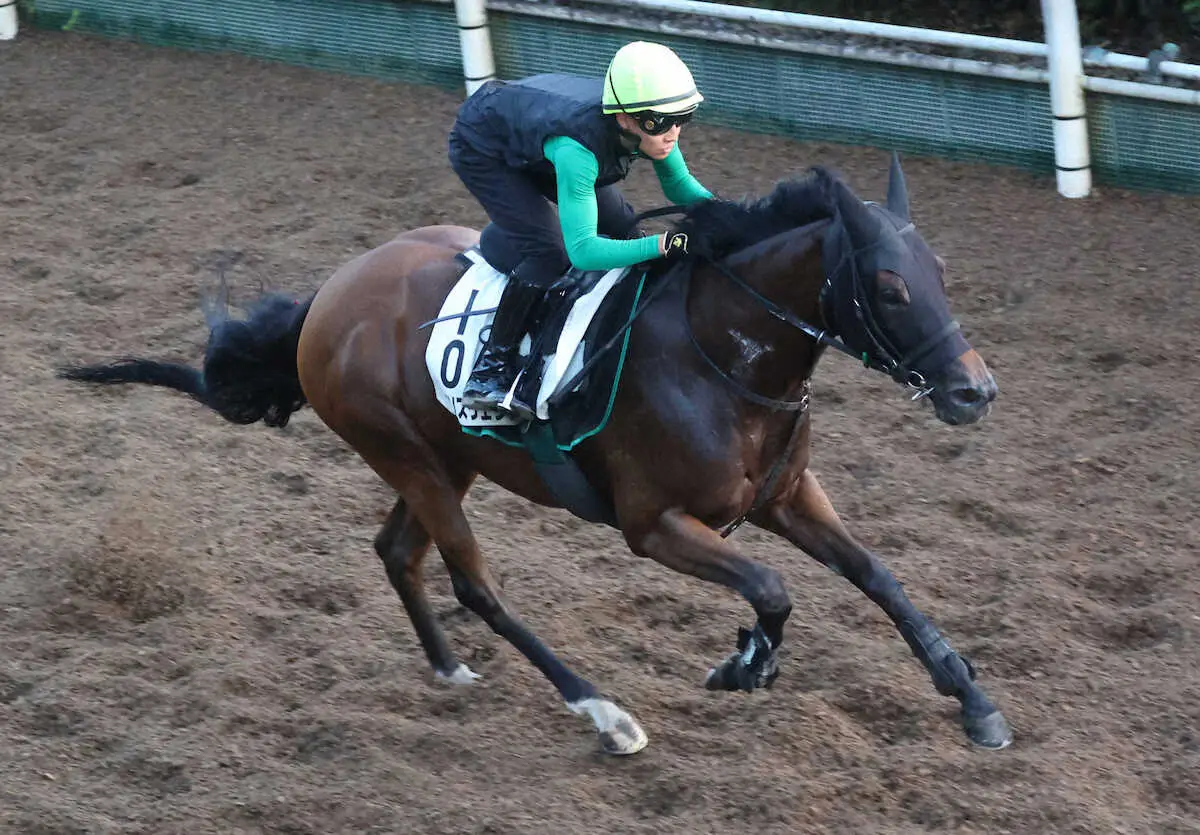 米BC参戦アリスヴェリテ、鞍上がカナダで活躍する木村和士に決定　中竹師「木村騎手にお任せします」