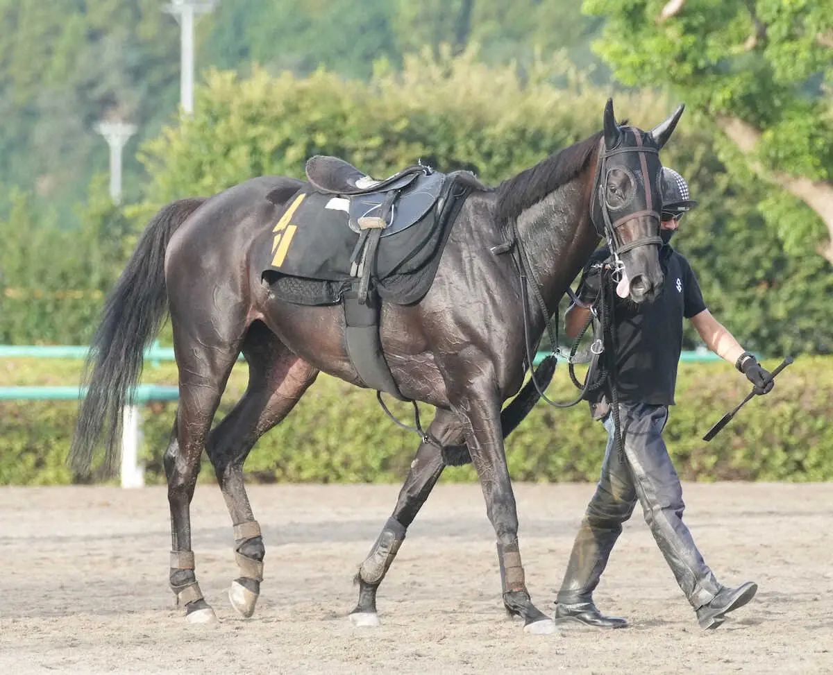 【紫苑S】クリスマスパレード飛躍の秋！デビュー2連勝の中山で重賞初制覇だ