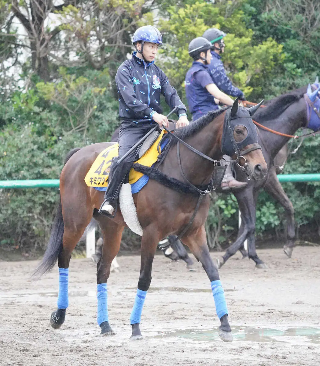 【セントウルS】キミワクイーン疲れ何の！札幌から長距離輸送も気配良好