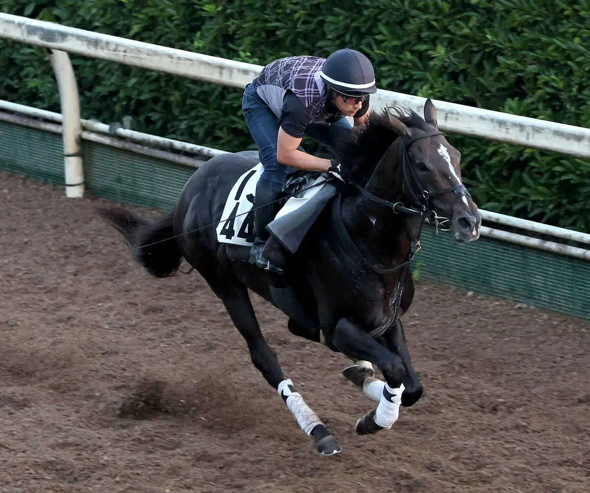 【京成杯AH】ディオ　バランス良い走り、辻野師「結果を求めたい」